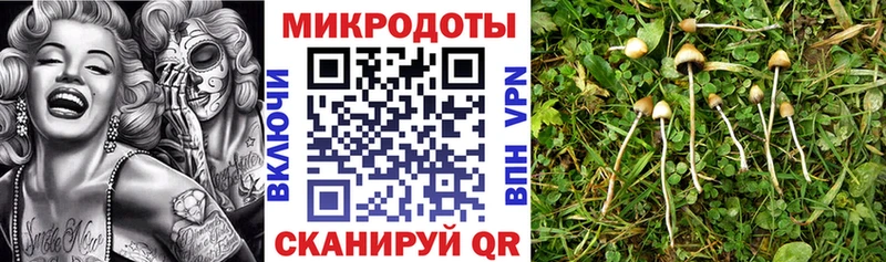 Купить где  Лебедянь  Псилоцибиновые грибы GOLDEN TEACHER 